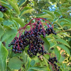 Strauchpaket Wildfruchthecke 2