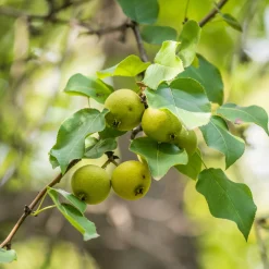 Strauchpaket Wildfruchthecke 2