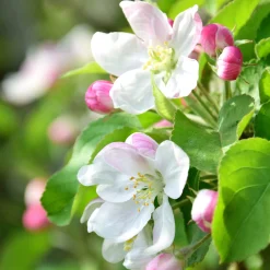 Strauchpaket Wildfruchthecke 2