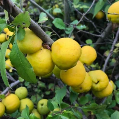 Strauchpaket Wildfruchthecke 2