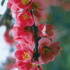 Strauchpaket Wildfruchthecke 2