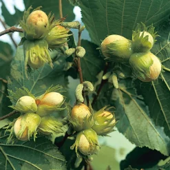 Strauchpaket Wildfruchthecke 2