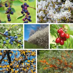 Strauchpaket Wildfruchthecke 1