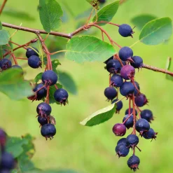 Strauchpaket Wildfruchthecke 1