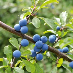 Strauchpaket Wildfruchthecke 1