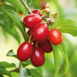 Strauchpaket Wildfruchthecke 1