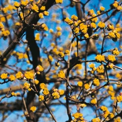 Strauchpaket Wildfruchthecke 1