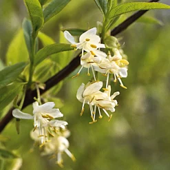 Strauchpaket Winterdufter