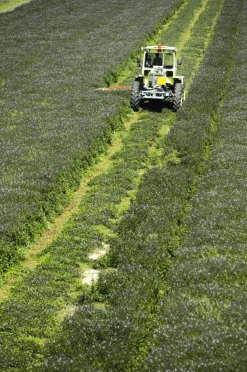 Summerdown Englische Minzcremepralinen