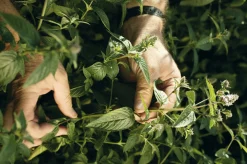 Summerdown Englische Minzcremepralinen