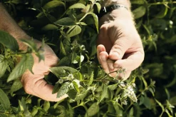 Summerdown Englische Minzcremepralinen