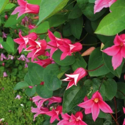 Texaswaldrebe 'Princess of Wales'