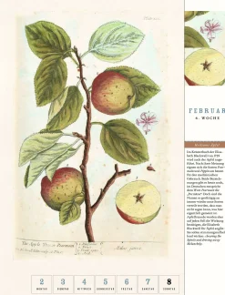 Thorbecke Apfel-Kalender 2026