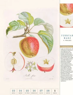 Thorbecke Apfel-Kalender 2026