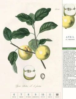 Thorbecke Apfel-Kalender 2026