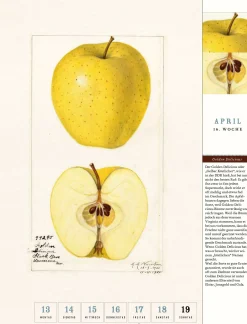 Thorbecke Apfel-Kalender 2026