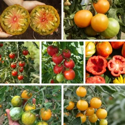 Tomatensaatgut Besonders Wohlschmeckende Sorten