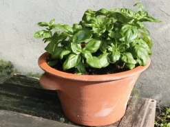 Tulpentopf Terrakotta