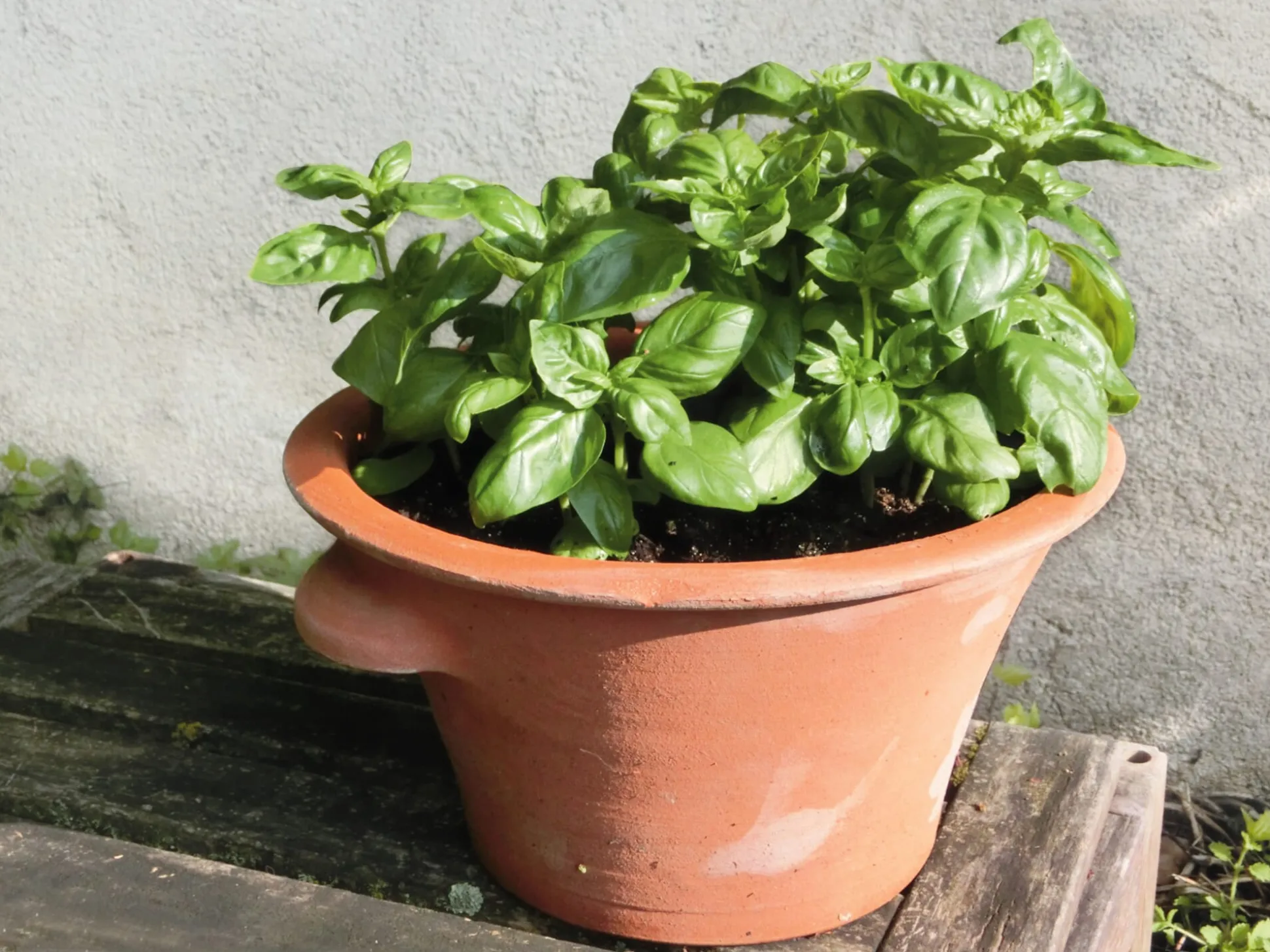 Tulpentopf Terrakotta