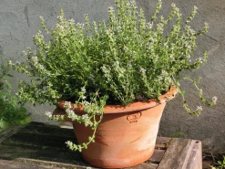 Tulpentopf Terrakotta