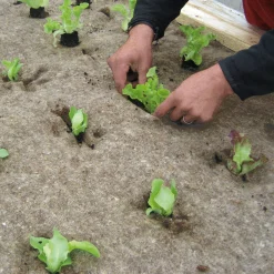 Unkrautschutzmatte Schafwolle