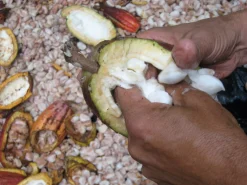 Venezuelan Rio Caribe 72% Schokolade