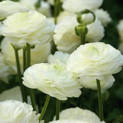 Weißblühende Zwiebelblumen