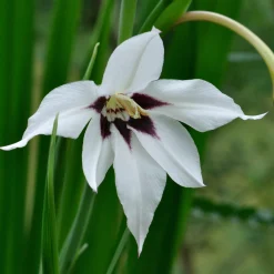 Weißblühende Zwiebelblumen