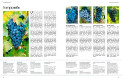 Wein – Die große Schule