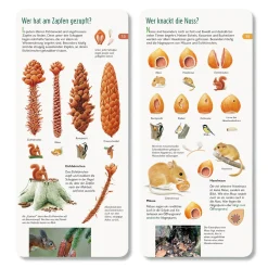 Wer hat am Zapfen gezupft?