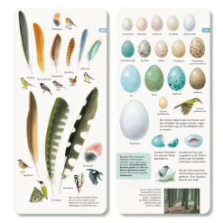 Wer hat am Zapfen gezupft?