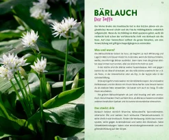 Wild und wunderbar: die 13 besten Wildkräuter