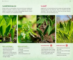 Wild und wunderbar: die 13 besten Wildkräuter