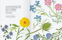 Wildblumen pflanzen - Nektarreiche Blüten für hübsche Nützlinge