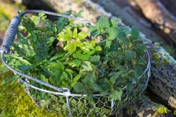 Wildkräuter im Herbst und Winter