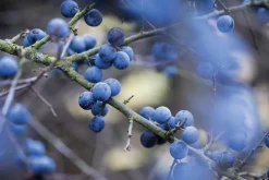 Wildkräuter im Herbst und Winter