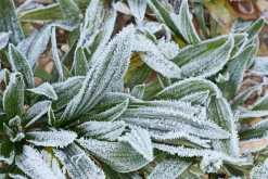 Wildkräuter im Herbst und Winter