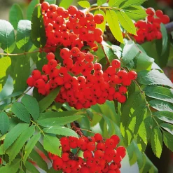 Wildobstgehölz Edel-Eberesche 'Klosterneuburg'