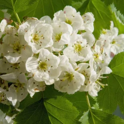 Wildobstgehölz Elsbeere