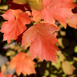 Wildobstgehölz Elsbeere