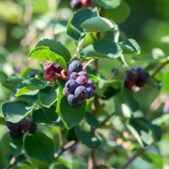 Wildobstgehölz Felsenbirne 'Prince William'