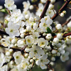 Wildobstgehölz Großfrüchtige Schlehe ’Reto‘