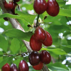 Wildobstgehölz Kornelkirsche 'Schönbrunner Gourmetdirndl'