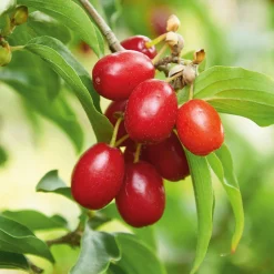 Wildobstgehölz Kornelkirsche