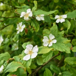 Wildobstgehölz Mispel