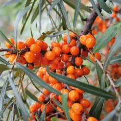 Wildobstgehölz Sanddorn