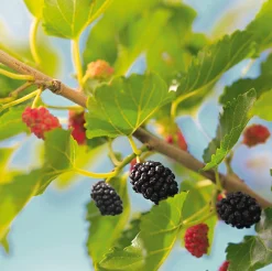 Wildobstgehölz Schwarze Maulbeere 'Wellington'