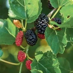 Wildobstgehölz Schwarze Maulbeere 'Wellington'