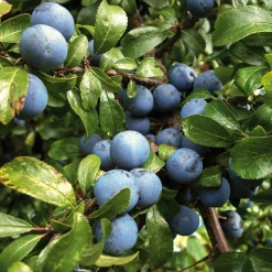 Wildobstgehölz Zibarte