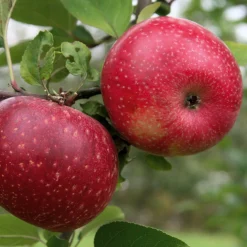 Winterapfel 'Rote Sternrenette'